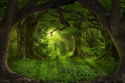 Tropisch bos met diepte 154985240